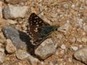 Red Underwing Skipper-1195.jpg